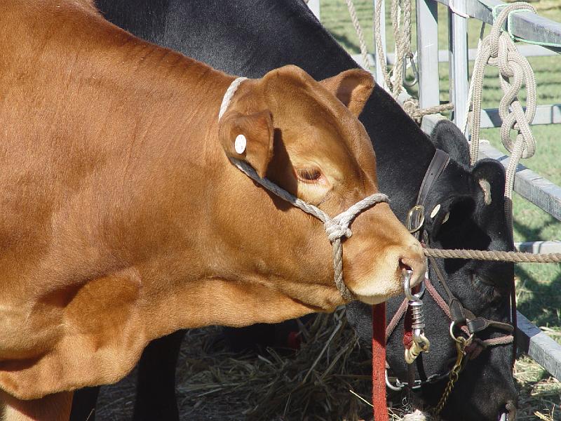 beef-week 017.jpg